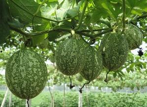 吃瓜百科在线,揭秘娱乐圈幕后真相与趣味故事