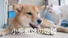 娱乐吃瓜酱怕狗大哥,揭秘“怕狗大哥”背后的故事